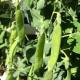 Peas Seedling (10 Sapling )
