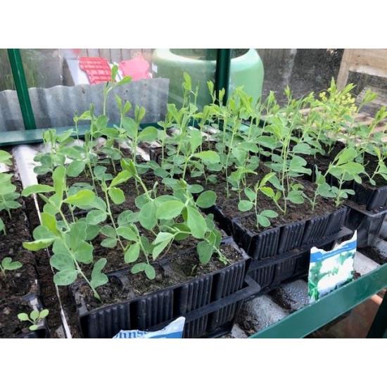 Peas Seedling (10 Sapling )