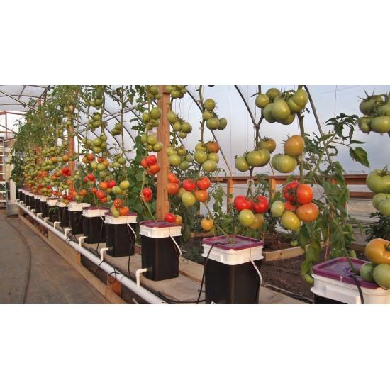 Tomato Seedling (10 Sapling )