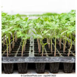 Tomato Seedling (10 Sapling )