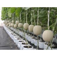 Melon Seedling (10 Sapling )