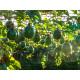 Passionfruit Seedling (10 Sapling )