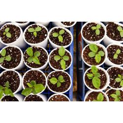 Passionfruit Seedling (10 Sapling )