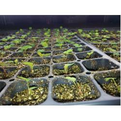 Strawberries Seedling (10 Sapling )