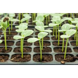 Watermelon Seedling (10 Sapling )