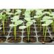 Watermelon Seedling (10 Sapling )