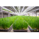 Chives Seedling (10 Sapling )