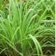 lemon-grass Seedling (10 Sapling )