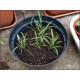 lemon-grass Seedling (10 Sapling )