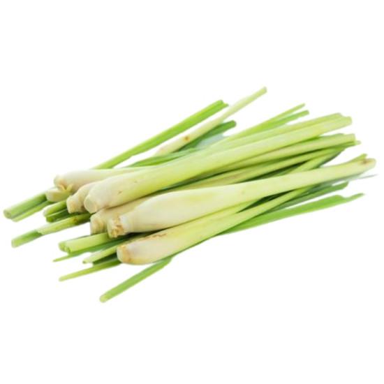 lemon-grass Seedling (10 Sapling )
