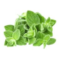 Oregano Seedling (10 Sapling )