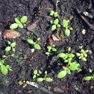 Oregano Seedling (10 Sapling )
