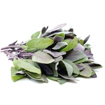 Purple-sage Seedling (10 Sapling )