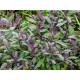 Sage Seedling (10 Sapling )