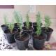 Rosemary Basil Seedling (10 Sapling )
