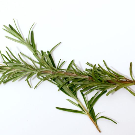 Rosemary Basil Seedling (10 Sapling )
