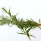 Rosemary Basil Seedling (10 Sapling )