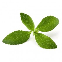 Stevia Seedling (10 Sapling )
