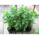 Stevia Seedling (10 Sapling )