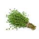 Thyme Seedling (10 Sapling)