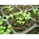 Thyme Seedling (10 Sapling)