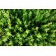 Thyme Seedling (10 Sapling)