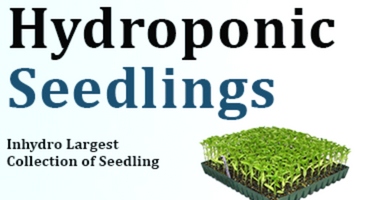 hydroponics seedling