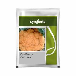 Cauliflower Hybrid Carotena - Syngenta 1gm