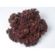Enza Lettuce tuska lolo roso Leafy (1000seeds)