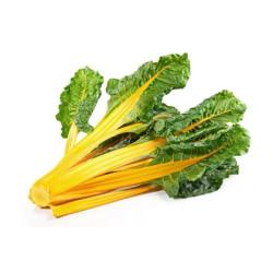 Bright Yellow Swiss Chard Seedling (10 Sampling )