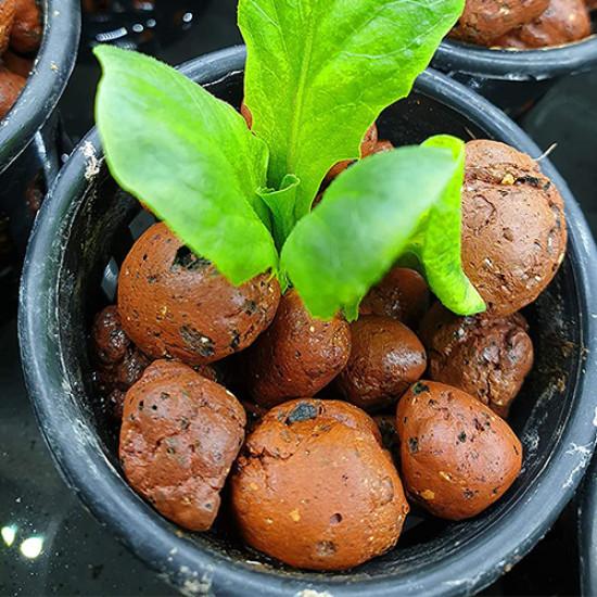 3 INCH NET POT - PP (Pack of 50)