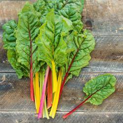 Swiss Chard Seedling (10 Sampling )