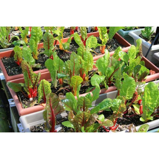 Swiss Chard Seedling (10 Sampling )