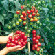 Tokita - F1 Tomato Sun cherry tomato extra Sweet (50 seeds)