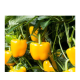 Indus - Varun Yellow Bell Pepper 1000seeds