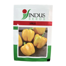 Indus - Varun Yellow Bell Pepper 1000seeds