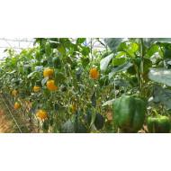 Yuksel - Rehena F1 Bell Pepper (Yellow)1000 seeds