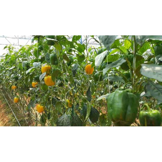 Yuksel - Rehena F1 Bell Pepper (Yellow)1000 seeds