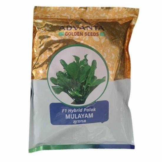 F1 Hybrid Palak Mulayam - Advanta Golden seeds