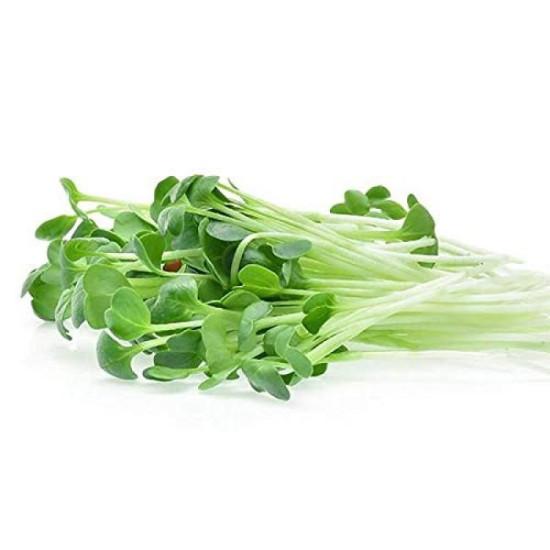 AlfaAlfa Microgreens  (अल्फा माइक्रोग्रीन) -100gm