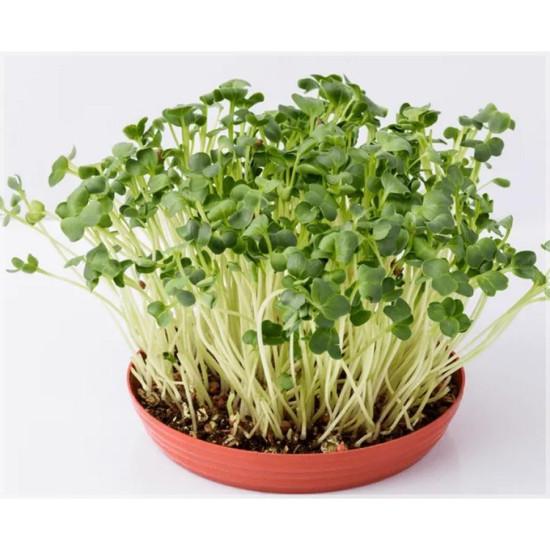 AlfaAlfa Microgreens  (अल्फा माइक्रोग्रीन) -100gm