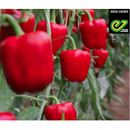 Enza Zaden - Bell Pepper  CEBRAIL F1 (RED) 1000seeds