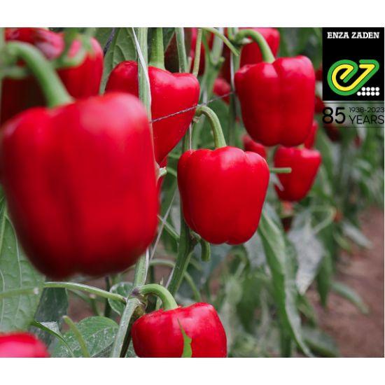 Enza Zaden - Bell Pepper  CEBRAIL F1 (RED) 1000seeds