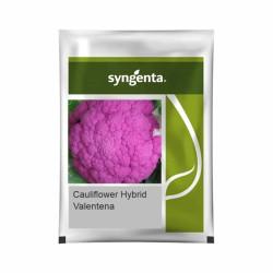 CauliFlower Hybrid Valentena - Syngenta