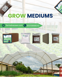 Grow Mediums