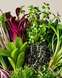 Microgreens