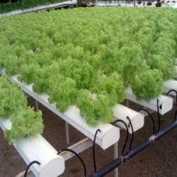 Dropline 20mm 25-Meter