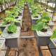 8 Dutch Bucket Hydroponics System