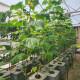 8 Dutch Bucket Hydroponics System