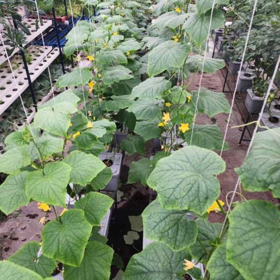 8 Double Decker Dutch Bucket Hydroponics System